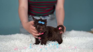Şirin, tüylü, çikolatalı Yorkshire teriyeri köpek yavrusu mavi arka planda, kafasında güzel mavi bir kliple beyaz bir halının üzerinde duruyor. Kapat.