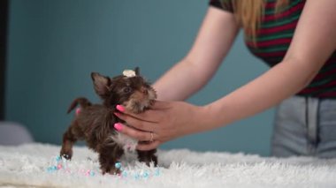 Şirin, tüylü, çikolatalı Yorkshire Teriyeri köpeği mavi arka planda, kafasında güzel bir klipsle beyaz bir halının üzerinde duran genç bir kızın ellerinde duruyor. Kapat.