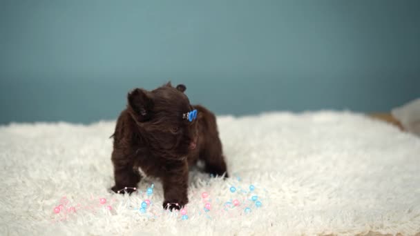 Lindo Esponjoso Cachorro Yorkshire Terrier Chocolate Encuentra Solo Una Alfombra — Vídeos de Stock