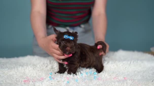 Lindo Esponjoso Chocolate Yorkshire Terrier Cachorro Encuentra Largo Una Alfombra — Vídeos de Stock