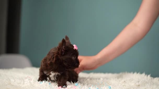 Lindo Esponjoso Cachorro Yorkshire Terrier Chocolate Sienta Una Alfombra Blanca — Vídeos de Stock