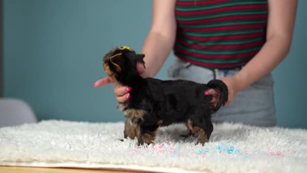 Lindo Esponjoso Yorkshire Terrier Cachorro Encuentra Largo Una Alfombra Blanca — Vídeos de Stock