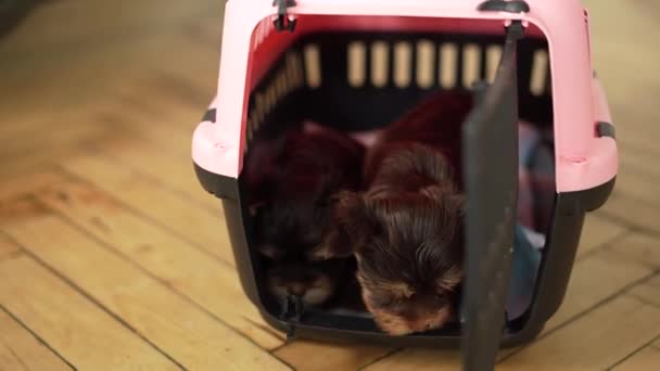 Dos Lindos Esponjosos Cachorros Yokrshire Terrier Chocolate Sientan Portador Rosa — Vídeos de Stock