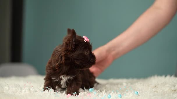 Lindo Esponjoso Cachorro Yorkshire Terrier Chocolate Sienta Una Alfombra Blanca — Vídeos de Stock