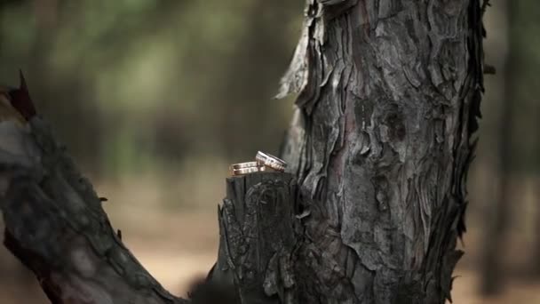 Крупним Планом Два Красивих Золотих Обручки Які Лежать Дереві Лісі — стокове відео