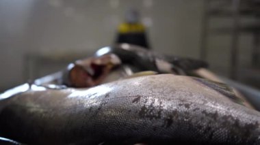 A worker on a blurry background in workwear approaches a box with fresh red fish for transporting fish to the filleting workshop. Close up