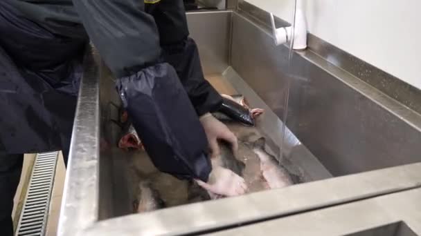 Trabajador Con Guantes Protectores Ropa Trabajo Lava Pescado Fresco Baño — Vídeos de Stock