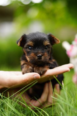 A cute, small, fluffy Yorkshireman terrier puppy sits in the guy's arms looking at the camera on a sunny summer afternoon against a green, floral garden.