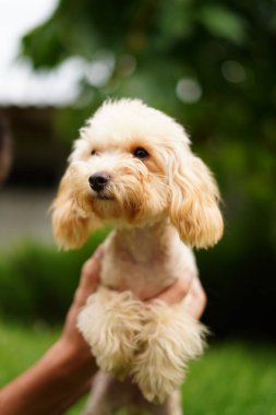 A cute, fluffy, golden poodle sits in the hands of a guy buried on camera, on a summer sunny day against the background of a green, floral garden.
