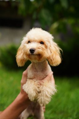 A cute, fluffy, golden poodle sits in the hands of a guy buried on camera, on a summer sunny day against the background of a green, floral garden.