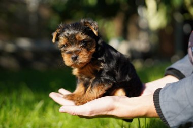 A cute, small, fluffy Yorkshireman terrier puppy sits in the guy's arms looking at the camera on a sunny summer afternoon against a green, floral garden.