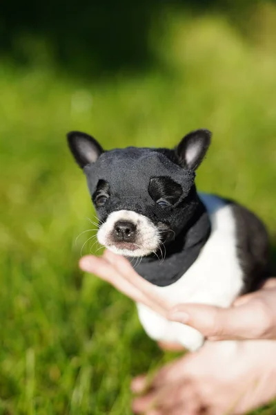 Zabawny Dziwaczny Mały Czarno Biały Szczeniak Chihuahua Głowie Czarną Maską — Zdjęcie stockowe