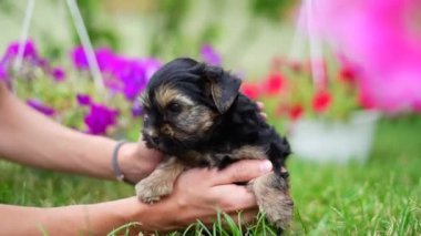 A cute, small, fluffy Yorkshireman terrier puppy sits in the guy's arms looking at the camera on a sunny summer afternoon against a green, floral garden.