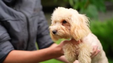 A cute, fluffy, golden poodle sits in the hands of a guy buried on camera, on a summer sunny day against the background of a green, floral garden.