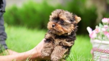 A cute, small, fluffy Yorkshireman terrier puppy sits in the guy's arms looking at the camera on a sunny summer afternoon against a green, floral garden.