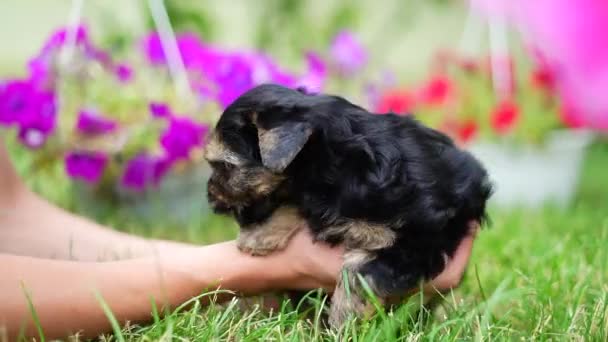 Cute Small Fluffy Yorkshireman Terrier Puppy Sits Guy Arms Looking — Stockvideo
