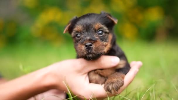 Cute Small Fluffy Yorkshireman Terrier Puppy Sits Guy Arms Looking — Wideo stockowe