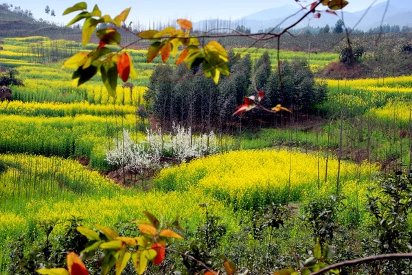 Sichuan province countryside — Stock Photo, Image