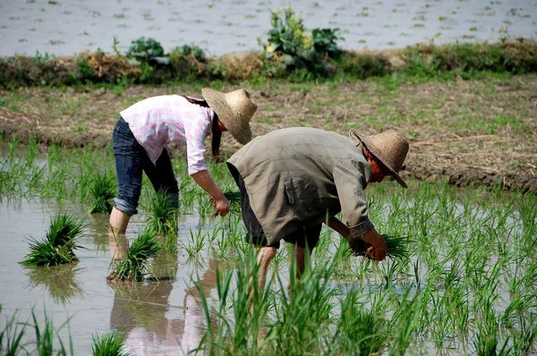 Pengzhou, Cina: Agricoltori Piantagione Riso — Foto Stock