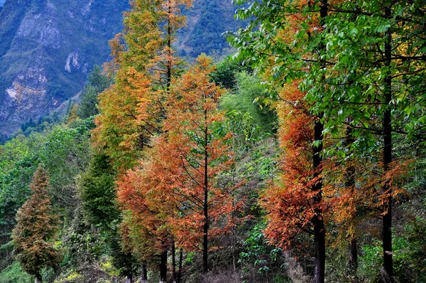 Sichuan Province, China: San Shou Trees in Autumnal Colours — Stock Photo, Image