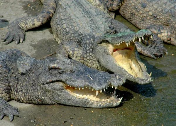 Samut Prakan, Thailand: zwei Krokodile — Stok fotoğraf