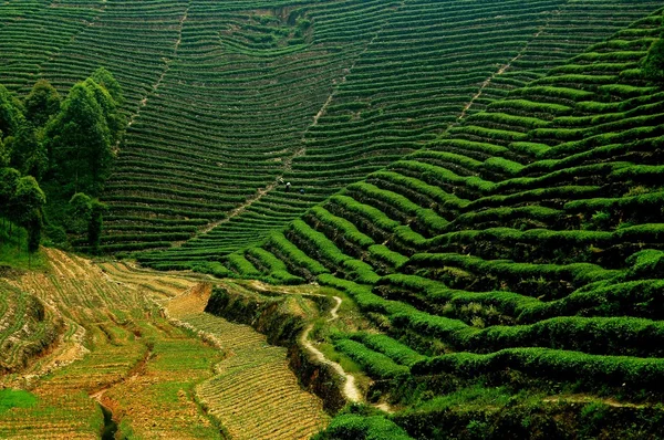 Emeishan, Čína: terasové řádky čaj rostlin — Stock fotografie