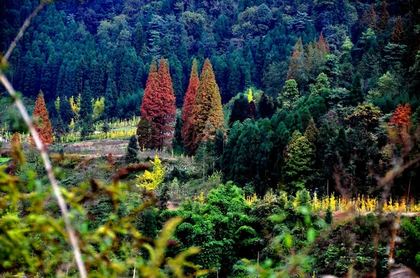 Sichuan Province, China: Dense Forests with Autumn Colours — Stock Photo, Image