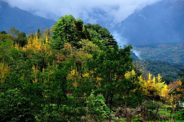 Sichuan Province, China: Yellow Gingko Trees on a Mountainside in Autumn — Stock Photo, Image