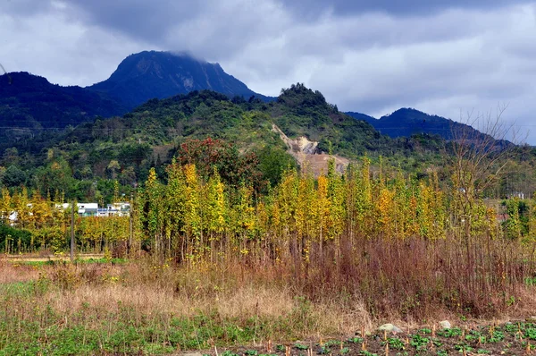 Sichuan Province, China: Gingko Trees in Autumn, Farmlands, and Mountains — Stock Photo, Image