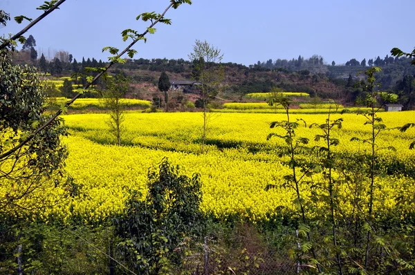 Pengzhou, China: Campos de flores de colza amarilla — Foto de Stock