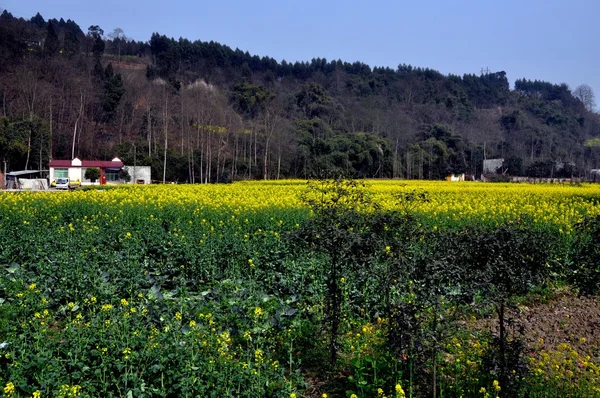 China: Campos de flores de aceite de colza amarilla en primavera — Foto de Stock