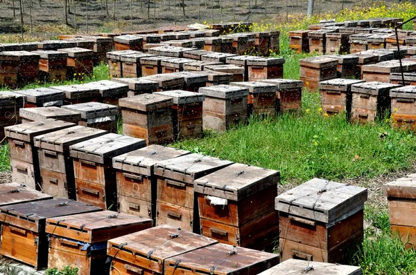 Kina: trä bikupa lådor på en pengzhou bigården — Stockfoto