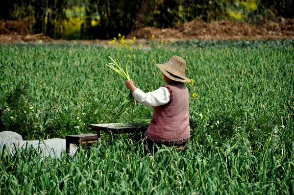 China: Mujer cosechando cebollas verdes en un campo — Foto de Stock