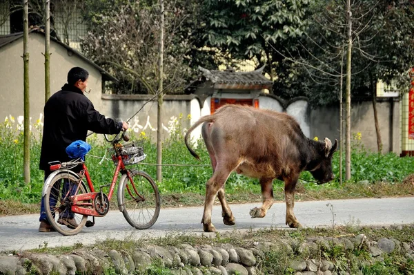 China: Farmer Walking a Bicycle and his Water Buffalo in Pengzhou — Stock Photo, Image