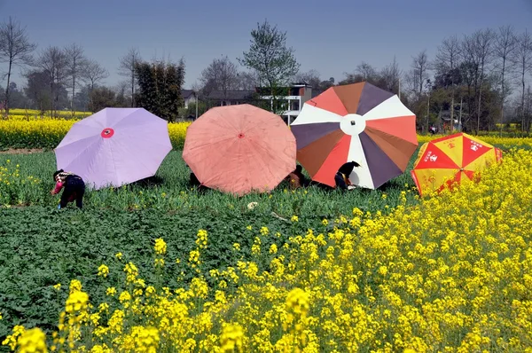 Chine : agriculteurs avec des parapluies colorés travaillant dans le domaine — Photo