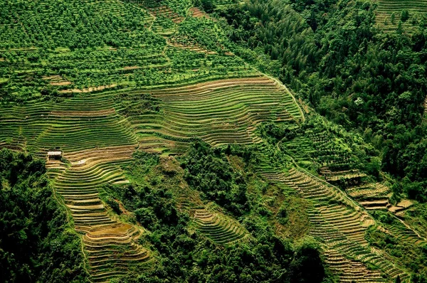 Longsheng, Çin: pirinç paddies teraslı — Stok fotoğraf
