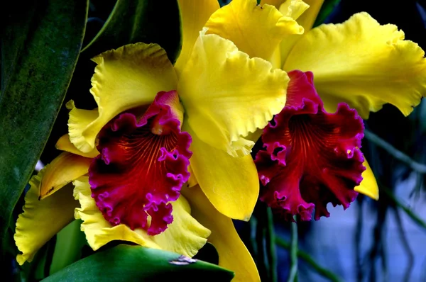 Phuket, Tailandia: Flores de orquídeas tropicales — Foto de Stock