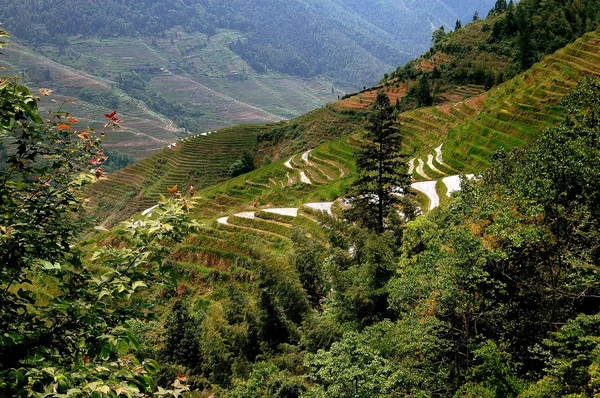 Čína: terasovité Rýžoviště na longsheng — Stock fotografie