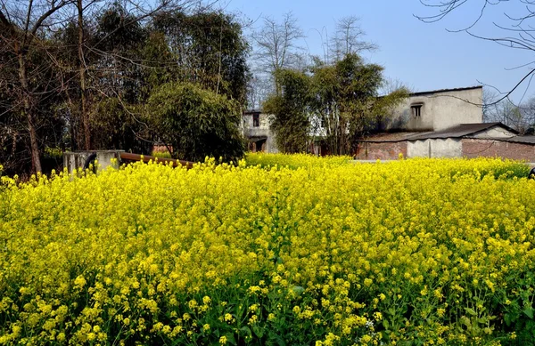 彭州市，中国： 字段的黄灿灿的油菜花 — 图库照片