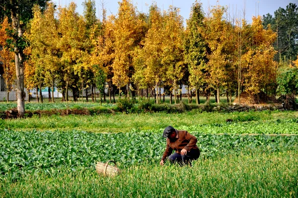 China: Farmer Working in Field on Sichuan Farm — Stock Photo, Image