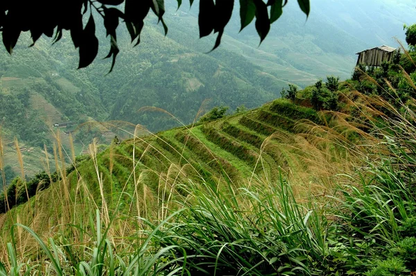 China: Paddies de arroz com terraço em Longsheng — Fotografia de Stock