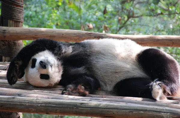 China: schlafender Riesenpanda — Stockfoto