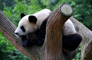 Chengdu, Çin: bir ağaçta uyuyan dev panda