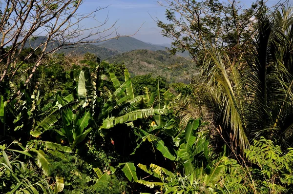 Phuket, thailand: tropisk vegetation på big buddha hill — Stockfoto