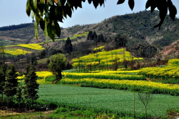 Çin: alanlar sarı Kolza çiçekleri — Stok fotoğraf