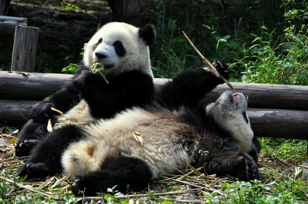 China: Giant Pandas Eating Bamboo at Chengdu Panda Preserve — Stock Photo, Image