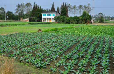 China: Cabbage Plants on a Sichuan Farm clipart