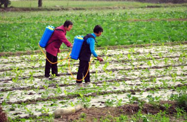 Çin: iki kadın sichuan çiftlikte Böcek ilaçlama