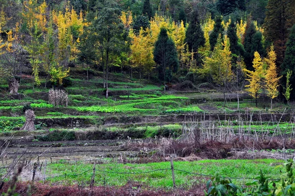 Province du Sichuan, Chine : Champs en terrasses et arbres automnaux de gingko — Photo