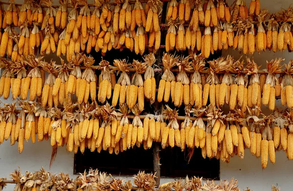 China: Filas de chuletas de maíz secadas en Li 'an Village — Foto de Stock